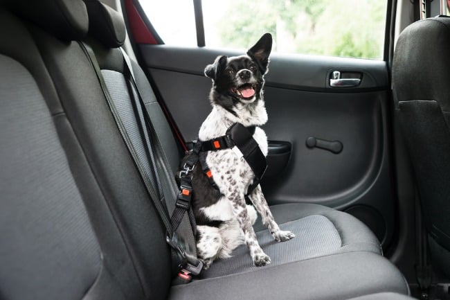 Dog In Car Seat