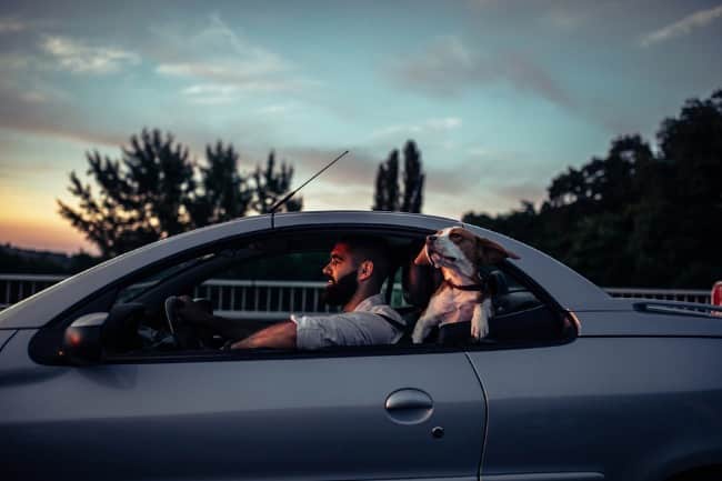 Dog In Car