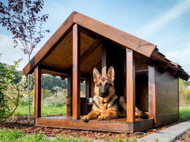 Dogs Need Space