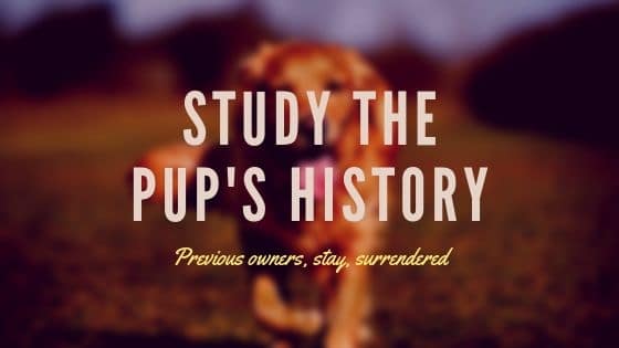 Study The Pup's History