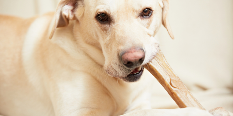dog bones for aggressive chewers