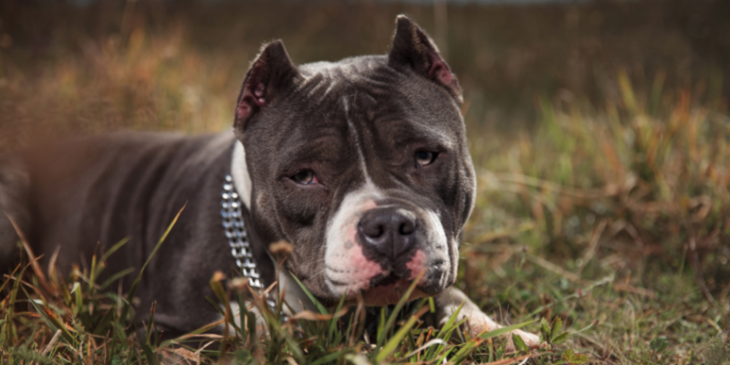best dog food for american bully
