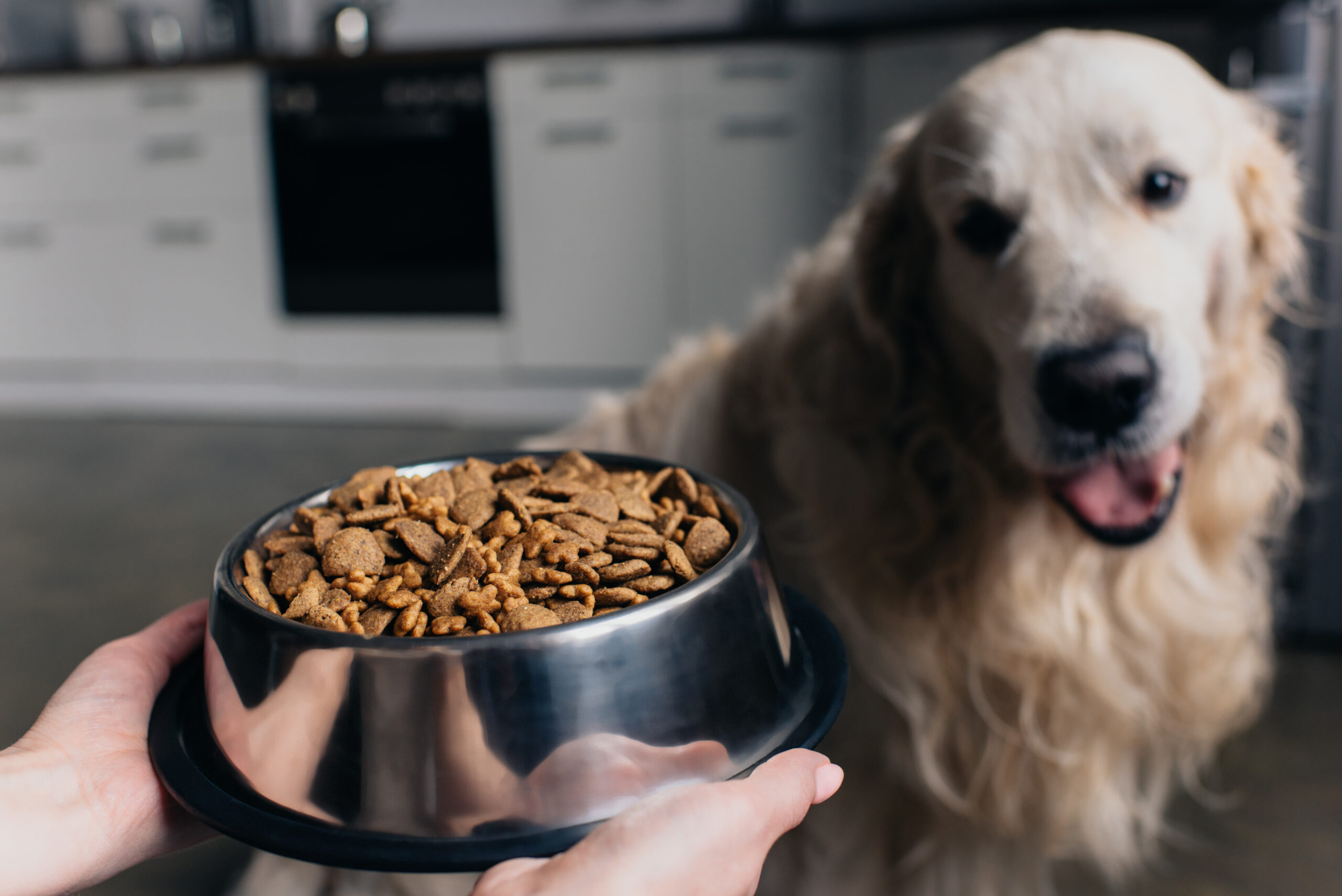 food for picky eater dogs