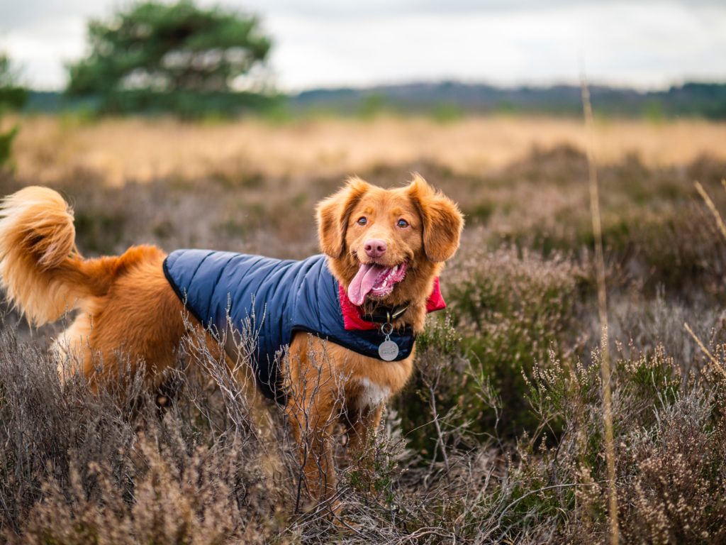 brown hunting dog on field