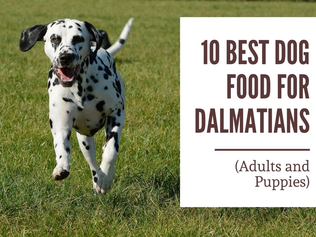 10 Best Dog Food for Dalmatians in 2022 (Adults and Puppies)