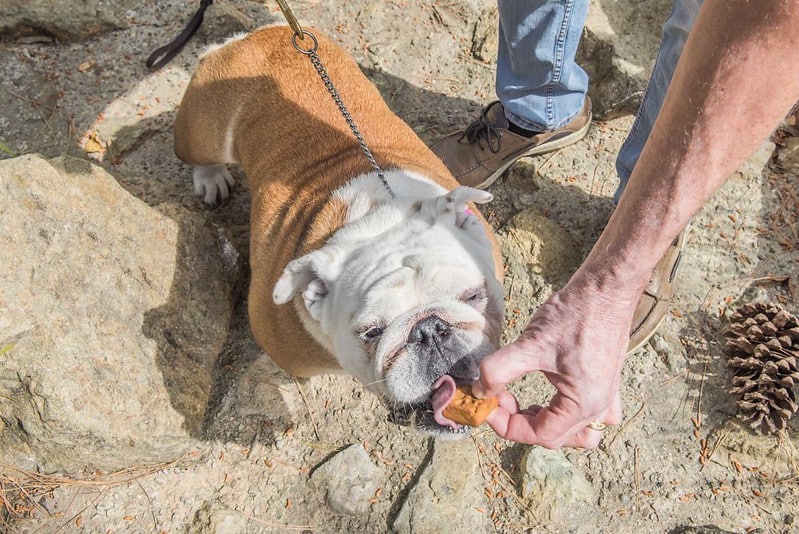 feeding an american bulldog with dog food
