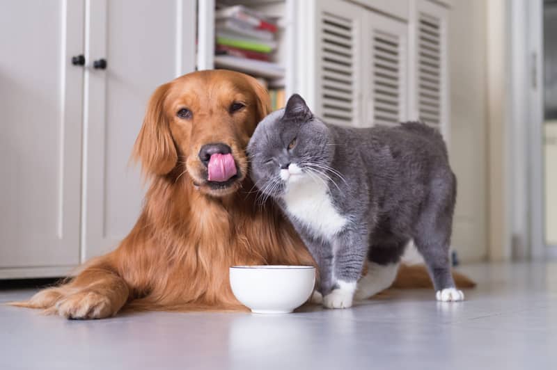 cute dog and cat posing with a white bowl