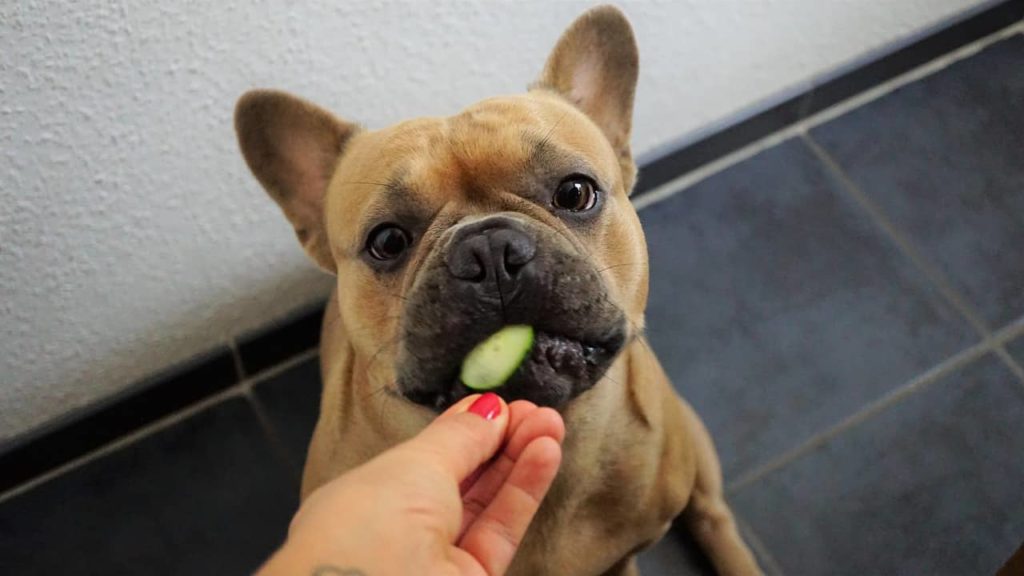 cute brown dog fed with low carb food