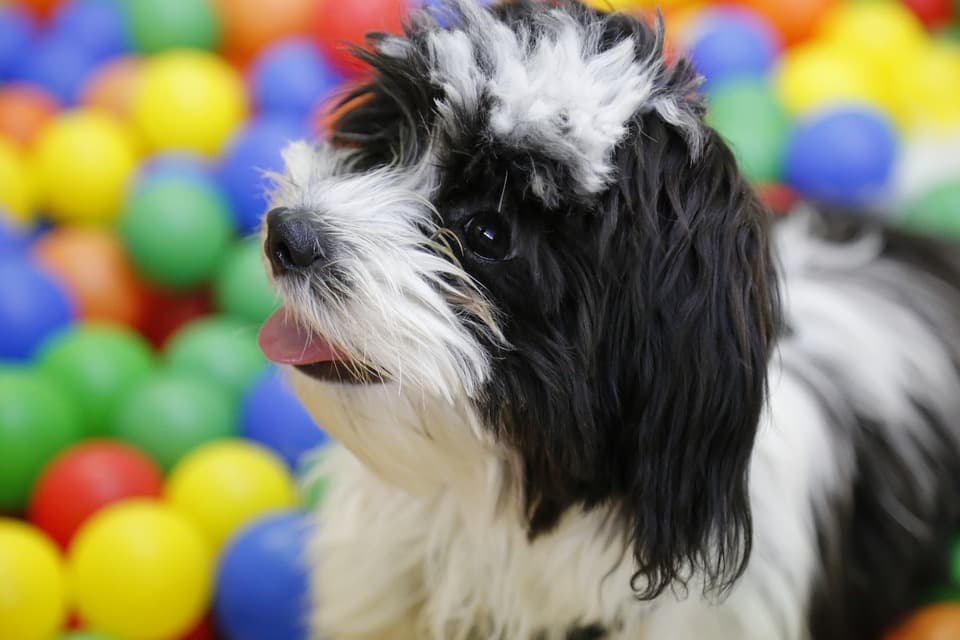 ese dog with a black and white coat