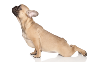 3 Health Benefits of Doga You Should Know About