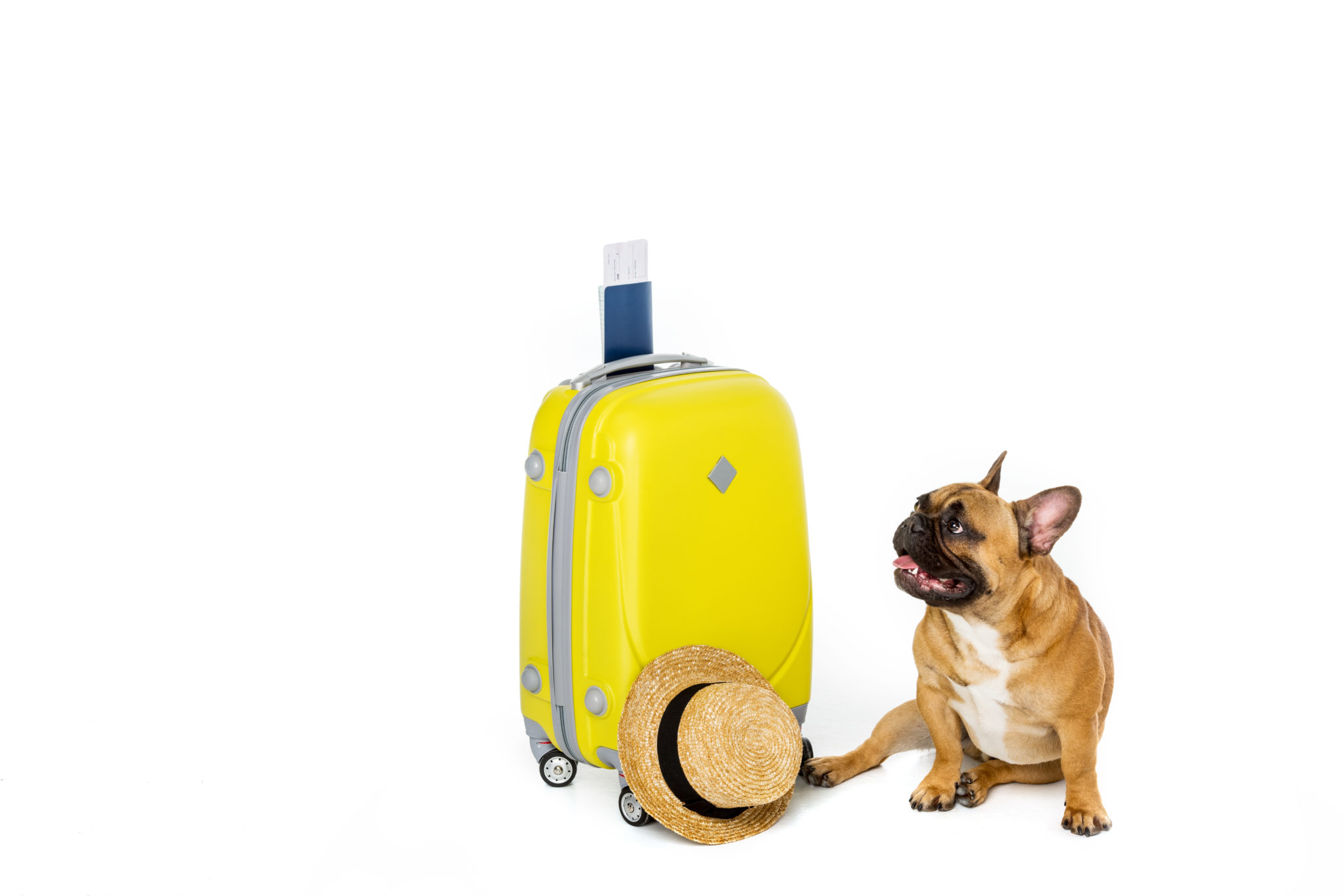 15 Best Dog Travel Tips Complete Guide for Dog Owners