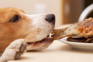 Foods Dogs Can’t Eat (And What You Can Replace Them With)