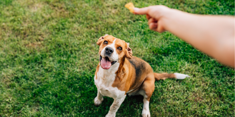Best Dog Calming Treats For Anxious Dogs 8 Most Effective In 2022 Best Dog Calming Treats For Anxious Dogs 8 Most Effective In 2022